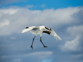 Japanese crane in flight. Japan. Hokkaido. Tsurui.  An excellent illustration.