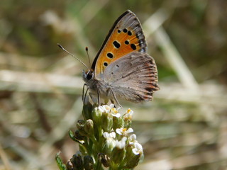 Motylek :) © Jan Chmielnicki