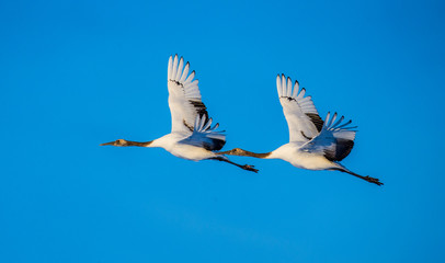 Two Japanese Cranes in flight. Japan. Hokkaido. Tsurui.  An excellent illustration.