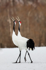 Fototapeta premium Two Japanese Cranes are walking on the snow. Japan. Hokkaido. Tsurui. An excellent illustration.