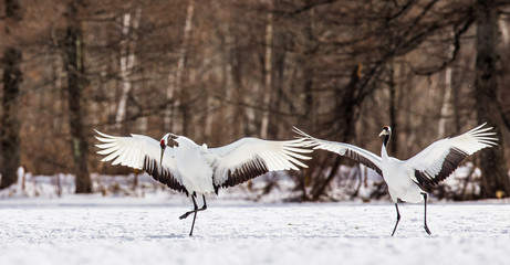 Obraz premium Two Japanese cranes squared his wings. Japan. Hokkaido. Tsurui. An excellent illustration.