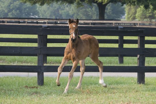 Beautiful thoroughbred baby foal horse in green farm field pasture equine industry
