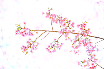 Obraz na płótnie Canvas Pink Sakura flower blooming.