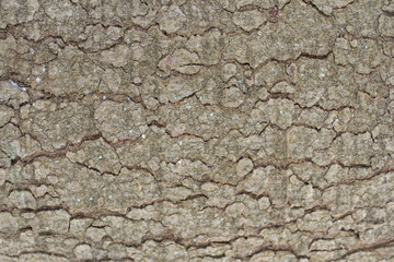 natural backgrounds (textures) bark