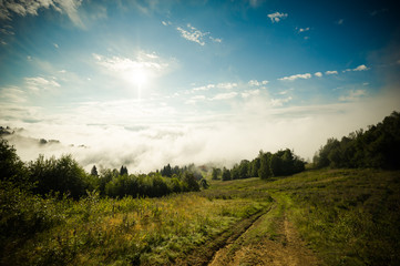 coniferous forests in the mountains in the fog