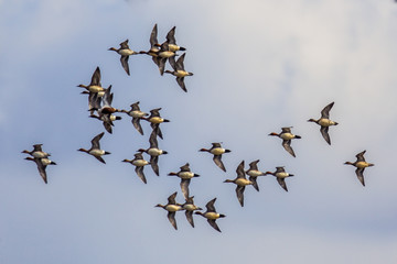 Flock of Eursasian wigeon