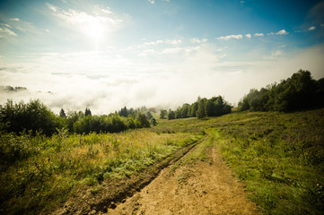 coniferous forests in the mountains in the fog