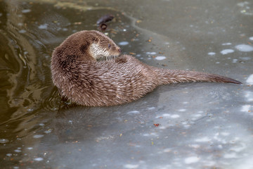 Otter on frozen lake