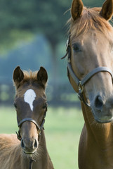 Beautiful horse mare and foal in green farm field pasture equine industry   © Condor 36