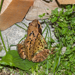 Mountain toad on a grass background at night with flash lighting. Greenery, color of the year 2017.