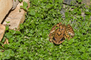 Mountain toad on a grass background at night with flash lighting. Greenery, color of the year 2017.