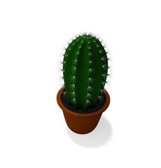 Cactus plant in isolated on white background