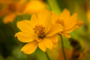 Flower in the Sunken Garden at San Gabriel Park