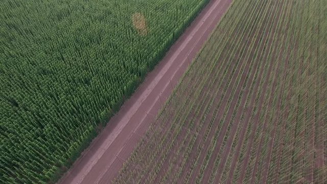 Aerial view: flying over hops field