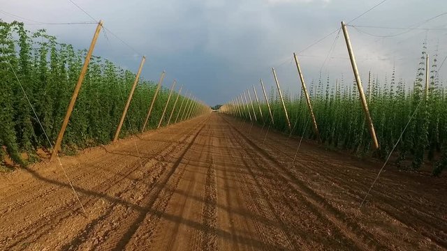 Aerial view: flying over hops field