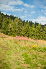 coniferous forests in the mountains in the fog