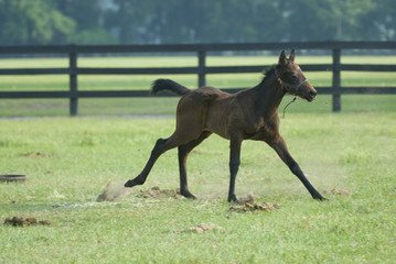 Beautiful thoroughbred baby foal horse in green farm field pasture equine industry
