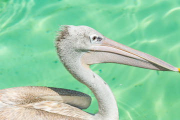 A White Pelican bird swimming in a green pool