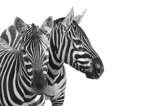 The Plains Zebra, Equus quagga is big mammal from Africa. Animals on white background. Wildlife and safari thematic picture with space for your text. 