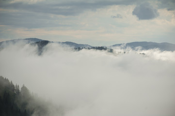 Obraz premium coniferous forests in the mountains in the fog