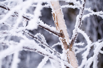 Snow covered birch in winter