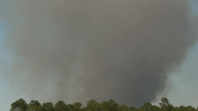 Smoke Column from Mississippi Forest Fire