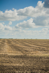 agricultural field after harvest in autumn.