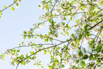 Blooming apple tree