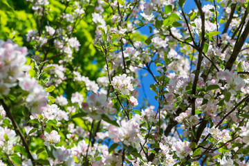 Fototapeta premium Blooming apple tree