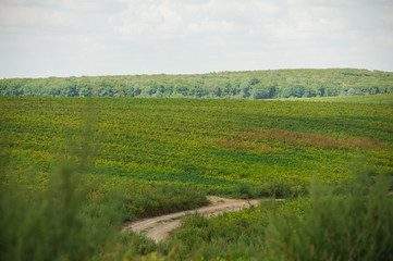 Fototapeta premium Road through the field
