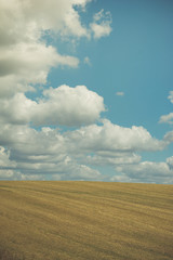 agricultural field after harvest in autumn.