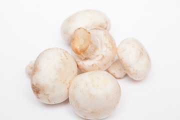 Mushrooms on a white background