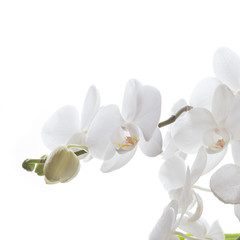 Naklejka na ściany i meble Weiße Orchidee isoliert