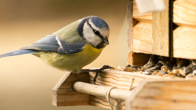 Blaumeise an einem Vogelhaus