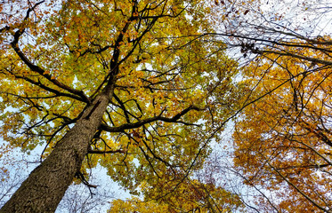 Tree crown in fall in Schönbuch, Germany