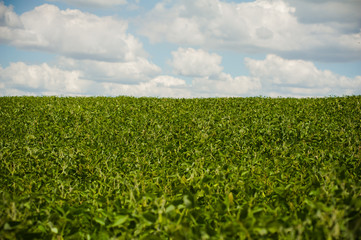 Fototapeta na wymiar Agricultural field. beautiful spring landscape. agricultural plants