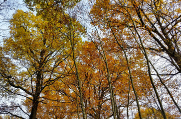 Tree crown in fall in Schönbuch, Germany