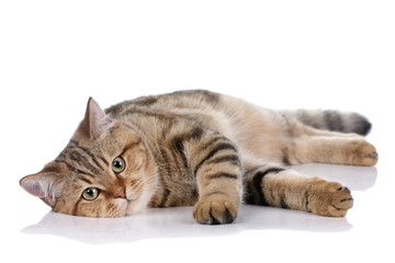 Beautiful striped cat on white background