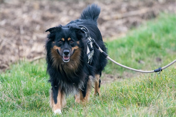 Dog walking and playing in the nature