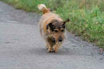 Dog walking and playing in the nature