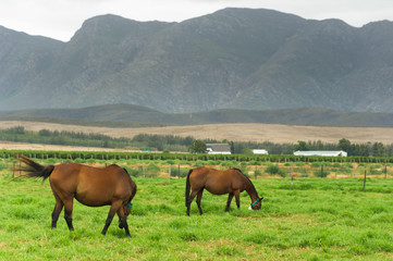 Fototapeta na wymiar Young horses grazing in a field