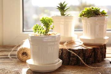 Beautiful composition of houseplants on windowsill