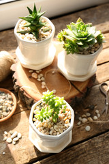Beautiful composition of houseplants on wooden table, closeup