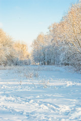 Winter landscape