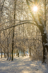 Winter landscape