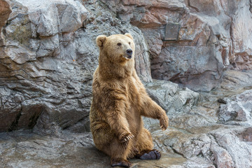 Brown bear sitting and waiting for food on rocks