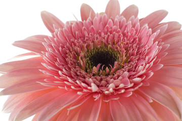 pink gerbera flower isolated on a white background