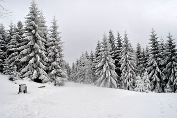 Świerkowy las w śnieżną pogodę - obrazy, fototapety, plakaty