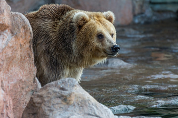 Obraz premium Brown bear sitting and waiting for food on rocks