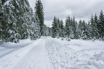 Obraz premium Winter in the Forest